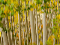 Autumn Glory