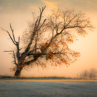 Dream Trees
