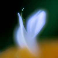 _MG_6063