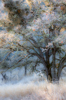 _MG_2240-2